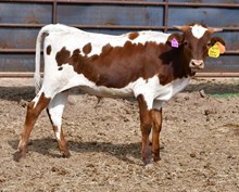 Dark Dust X Sunhaven bull 453