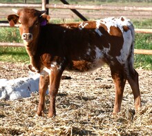 Hired Hand X Candy jam heifer 1021