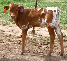 Hired Hand X Candy jam heifer 1021