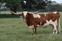 RJF Cha-Ching My Bell - Tag  102