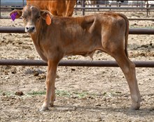 Blaze X cant touch bull 460