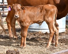 BR Blaze/ JLove bull 459