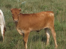 Magic Lezawe EOT heifer 1061 2015