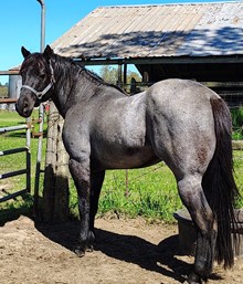 Cannons Blue Pard CL