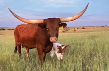 LJL SAM NOCONA