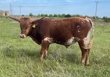 115/2 LADY REBEL 80/3 X AI