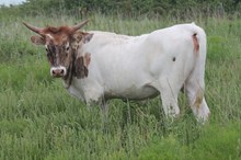 1188 Rocky x Lady heifer 2017