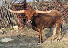 TABASCO BUCK