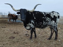 K.C. Lahoya