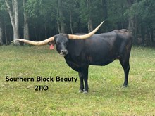 Southern Black Beauty
