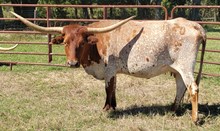 Pretty Brazos Zady CL