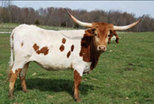RRR Miss Cowgirl 924