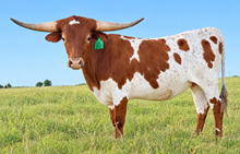 GLR SHEZA TUFF PEARL