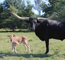 Hopes Heifer