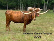 SOUTHERN WINNIE THE MOO