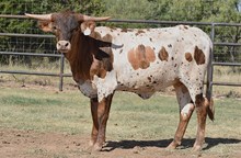 WT KID ROCK X SDR SPICEY TAG 1529 ET HFR.