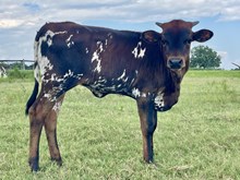 Twister x Smokeshow heifer