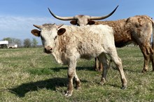 Tuff Grande x Firey Rita bull calf