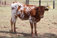 Lindsey Heifer