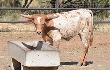 WT KID ROCK X SDR SPICEY TAG 1706G ET HFR