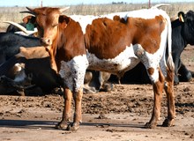 hercules x Miracle win bull 440