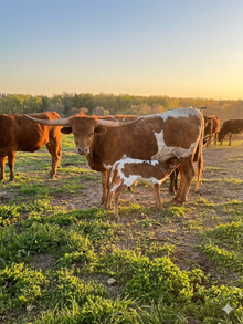 Jungle heifer