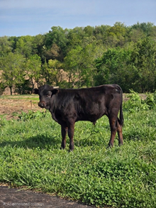 Jiggle bull 2025