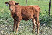 2638 SWEET SHOT STEER
