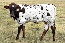 2643 TAINTED LOVE BULL