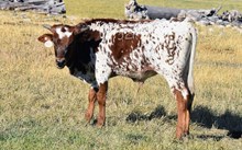 2639 BLING BULL