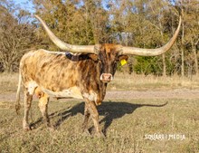 RM Iconic Brindle Girl 979