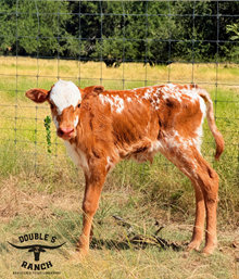 Journeyman x HL Mimosa Morning bull calf