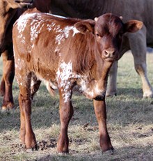 5D Taffy Bull