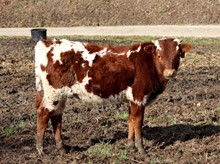 STEER # 198 (STARTEX X T BAR W LADYE TORY)