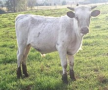 Cinnamon Steer