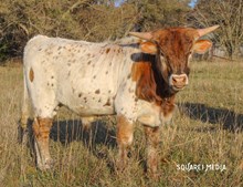 HJR Bull 52