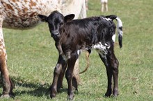 DW LOADED  LADY X JH RURAL SAFARI SON 2024 HEIFER