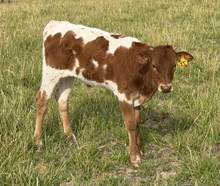 Look at me now 26 bull