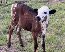 6h Bazinga 24 heifer