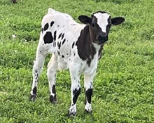 6h Mandy 24 bull calf