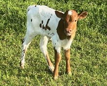 6h CALIENTE 24 heifer