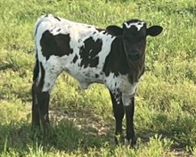 6h SWEET LORRENE 24 HEIFER