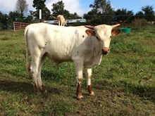 UNNAMED BULL