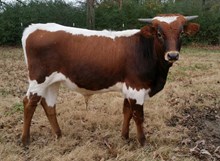 bull 9/6