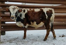 TFP BULL WAMPUM