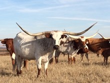 ECR TEJANITA
