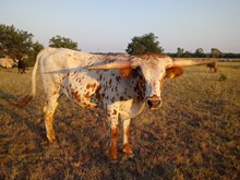 Adams Steer