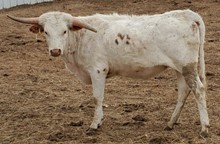 LL Cow Patty