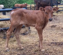 WS Hydro x Cherry Pie HEIFER
