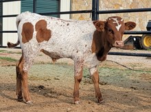 Rebel HR x KDK CHARRO'S COWGIRL